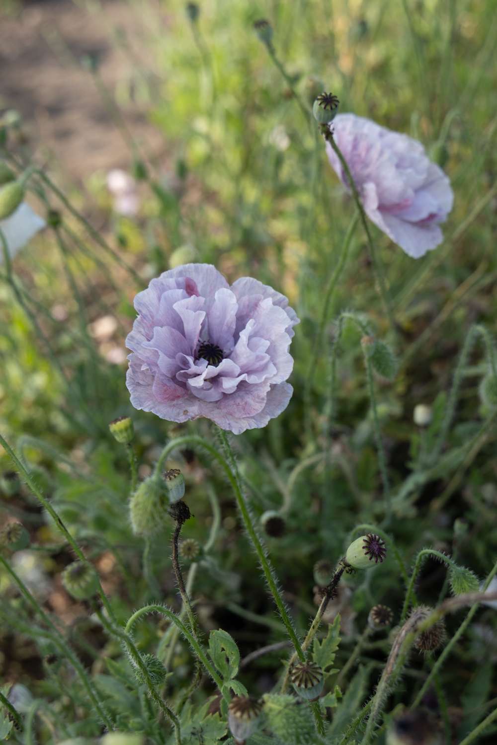 Vallmo 'Amazing Grey' (frö)